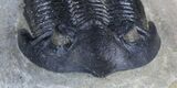 Nice, Hollardops Trilobite - Excellent Detail #57528-2
